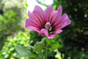 Lavatera arborea (1200 x 800)